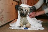 SECHAGE - SKYE TERRIER 036